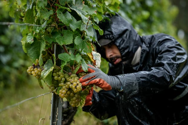 <p>A grape-picker harvests Chardonnay grapes at Domaine Lavantureux, in Chablis, Burgundy region, France</p>