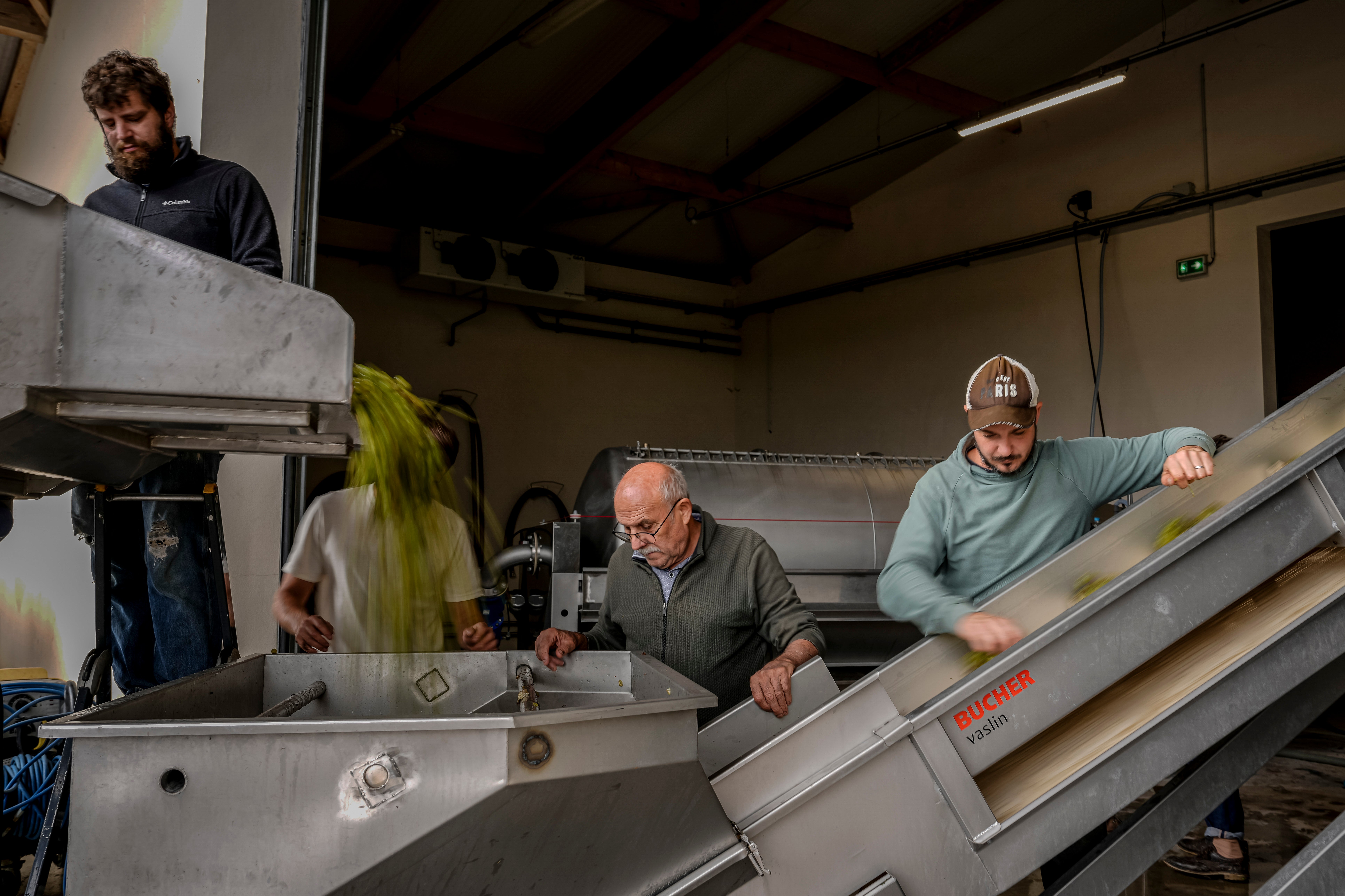 Grape-pickers sorting and taking Chardonnay grapes to the press at Domaine Lavantureux, in Chablis, Burgundy region