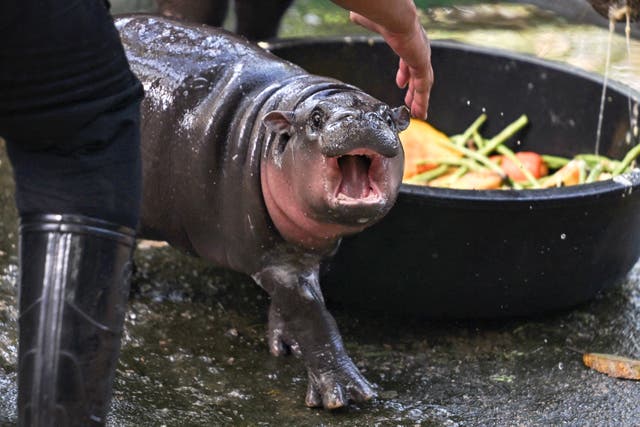 <p>Moo Deng looks agitated as she is made to take a bath  </p>