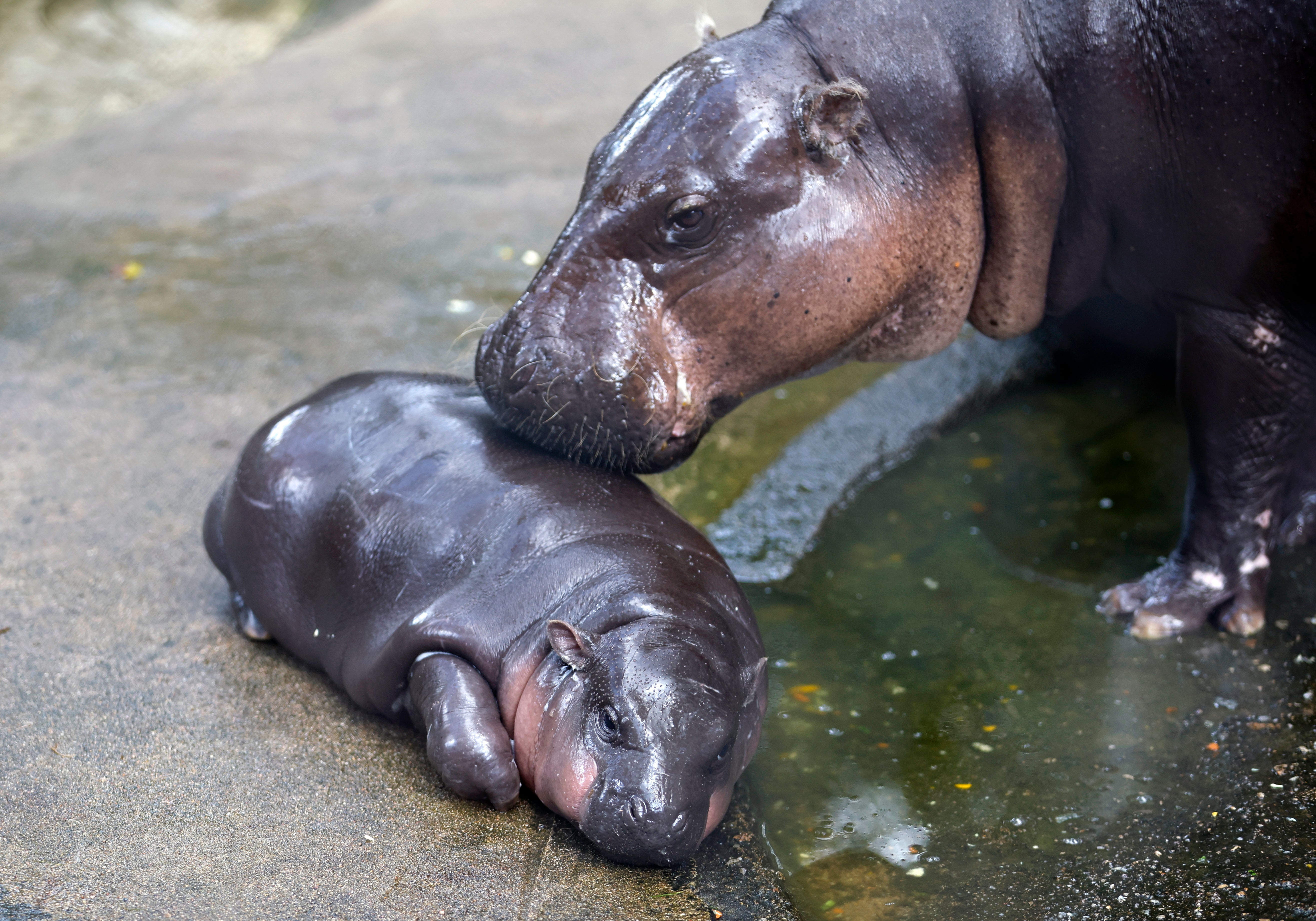 Das zwei Monate alte Nilpferdbaby Moo Deng springt am Donnerstag, 19. September 2024, im Khao Kheow Open Zoo in der Provinz Chonburi, Thailand