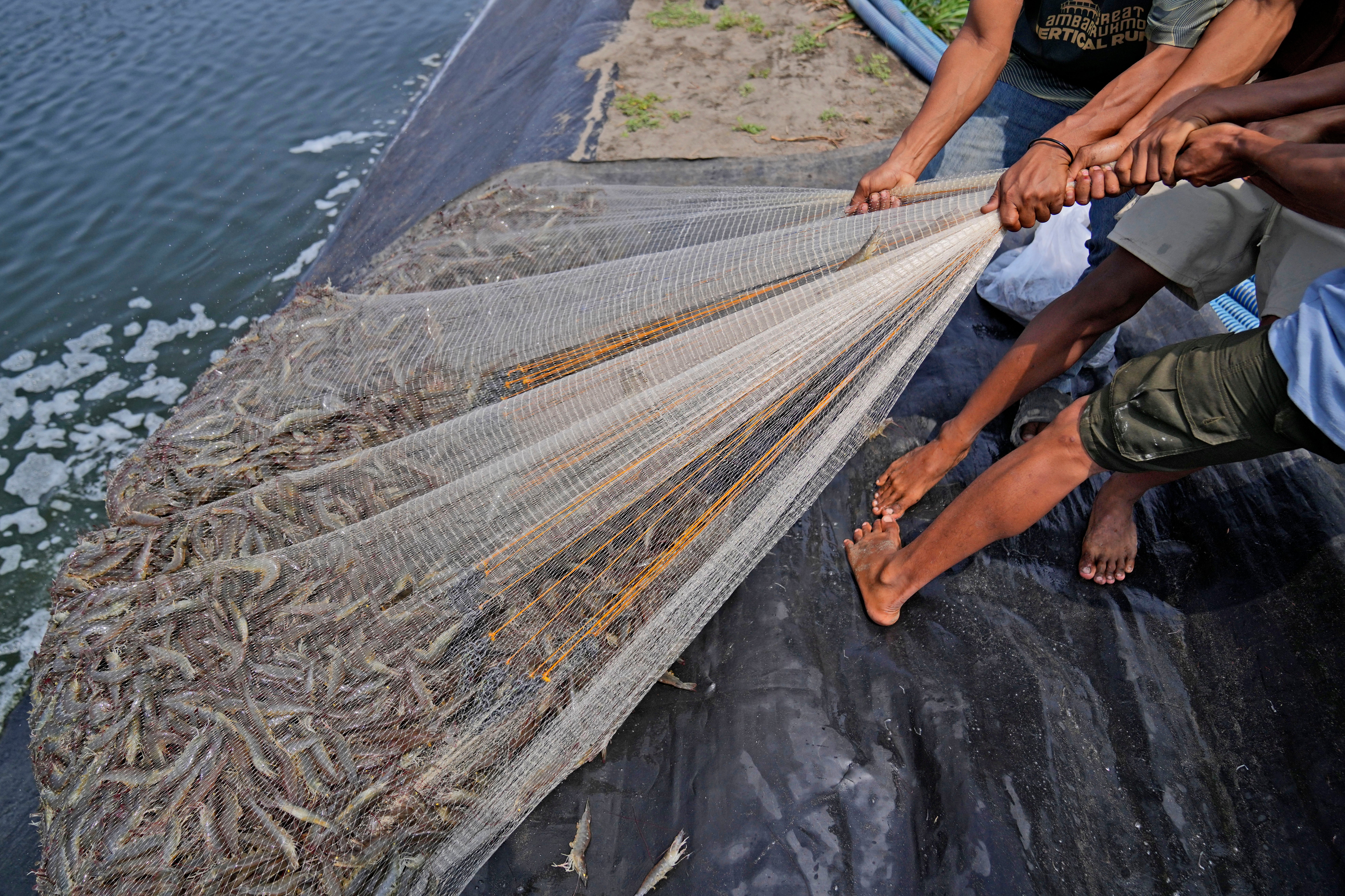 <p>Workers pull a net as they harvest shrimps at a farm in Kebumen, Centra Java, Indonesia</p>