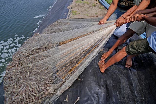 <p>Workers pull a net as they harvest shrimps at a farm in Kebumen, Centra Java, Indonesia</p>