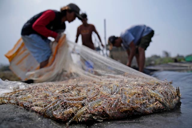 Shrimp Industry Exploitation