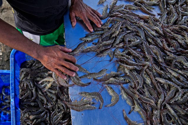 Shrimp Industry Exploitation