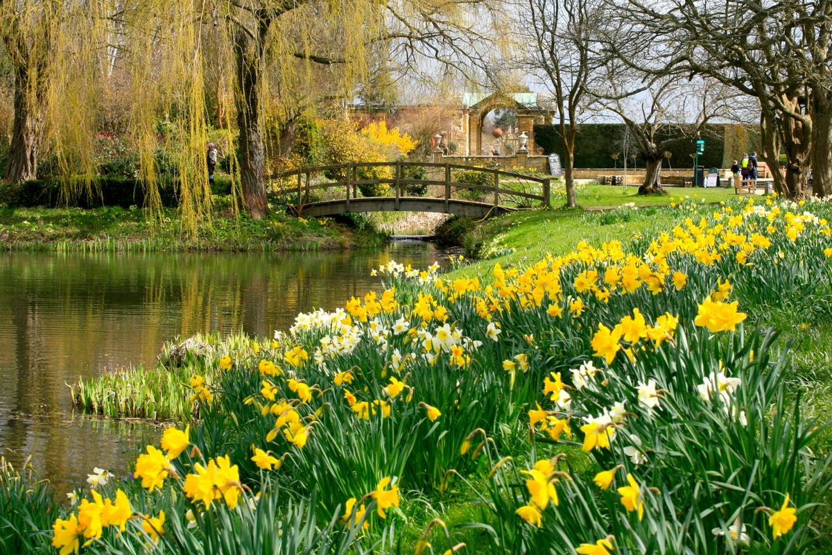 Daffodils to plant for a dazzling spring display