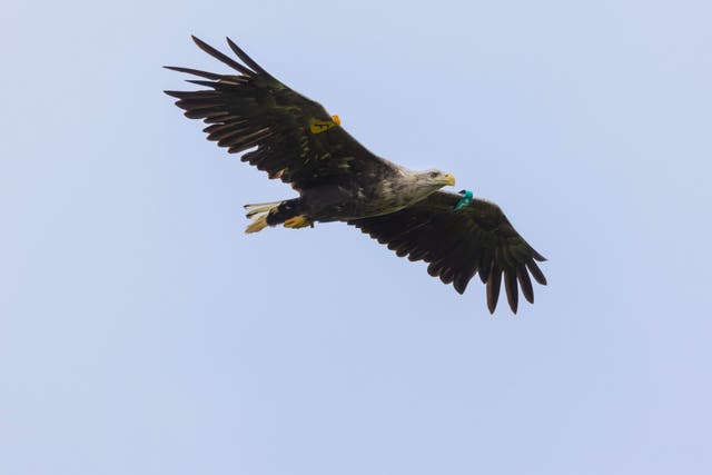 White-tailed eagles have bred in Northern Ireland for the first time in more than 150 years in Co Fermanagh (Marc Ruddock/NIRSG/PA)