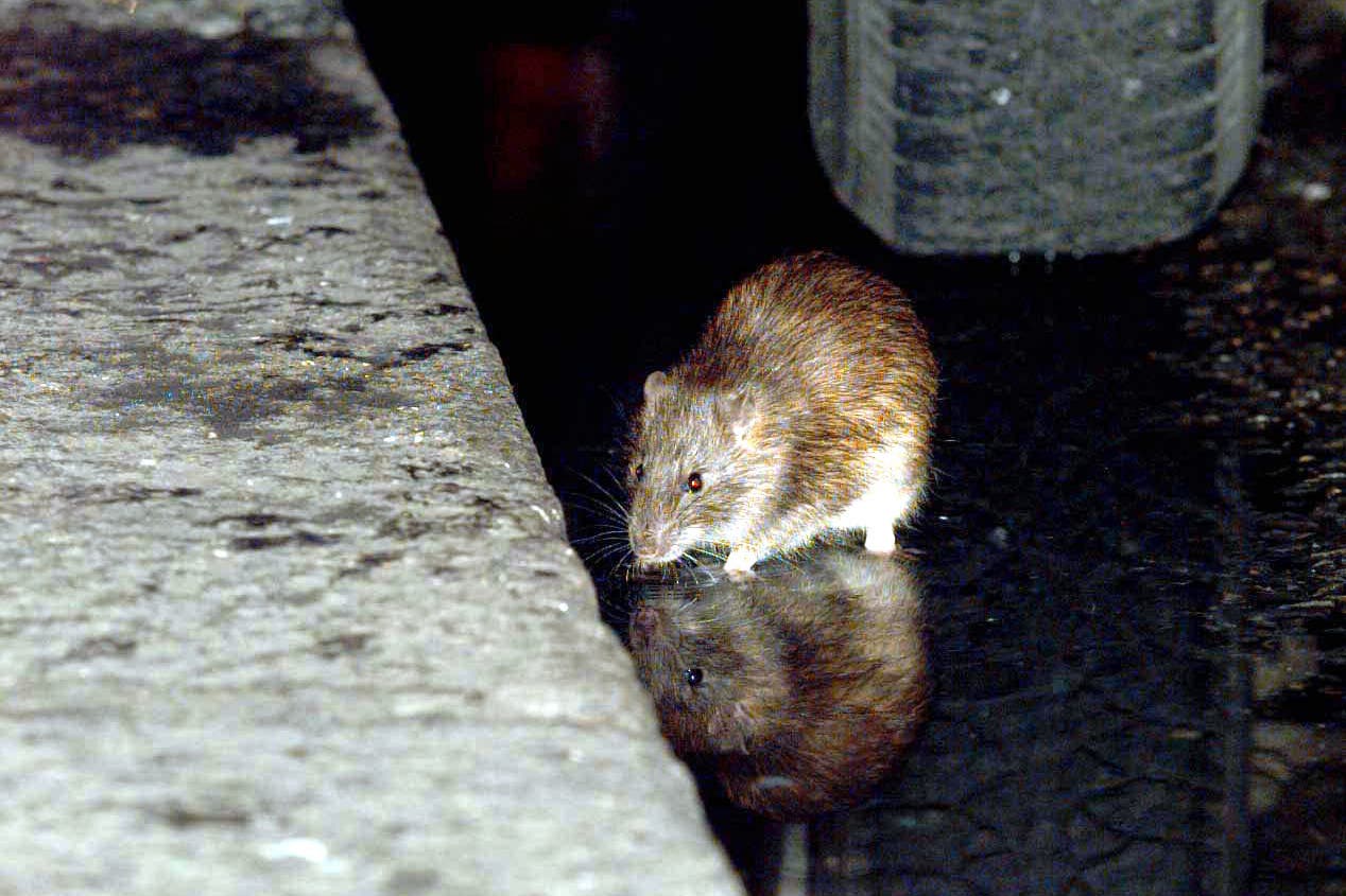 Rats in the Victoria area of central London (PA)