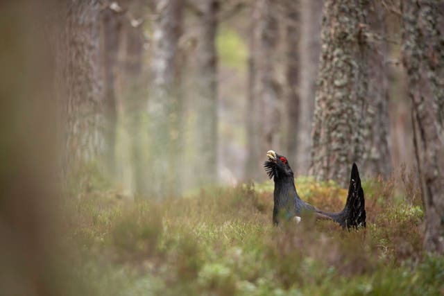 The majority of the UK’s capercaillie live in the Cairngorms National Park (Capercaillie Project/PA Wire)