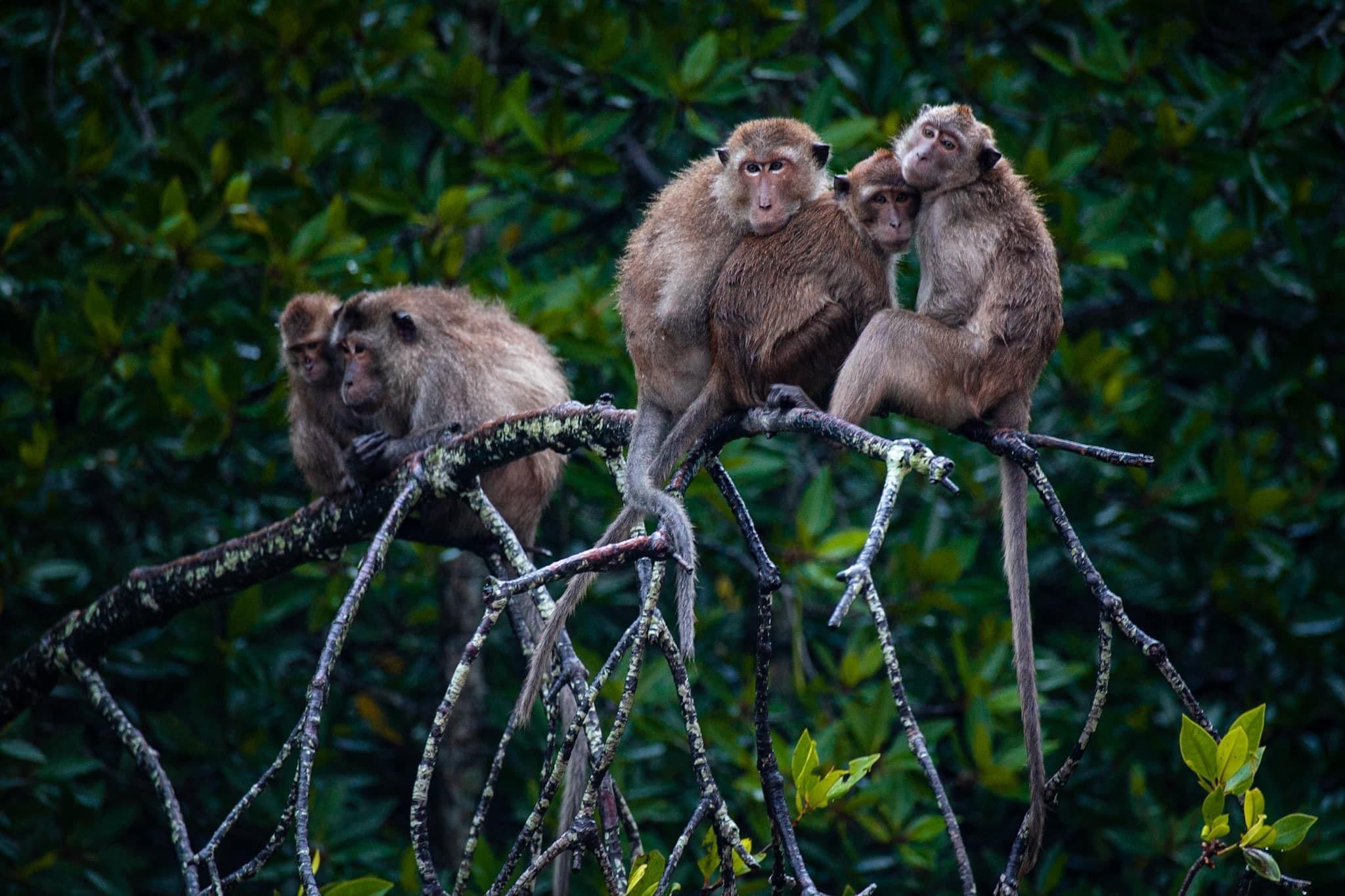 Fique de olho nos macacos enquanto eles sobem pelas raízes do mangue