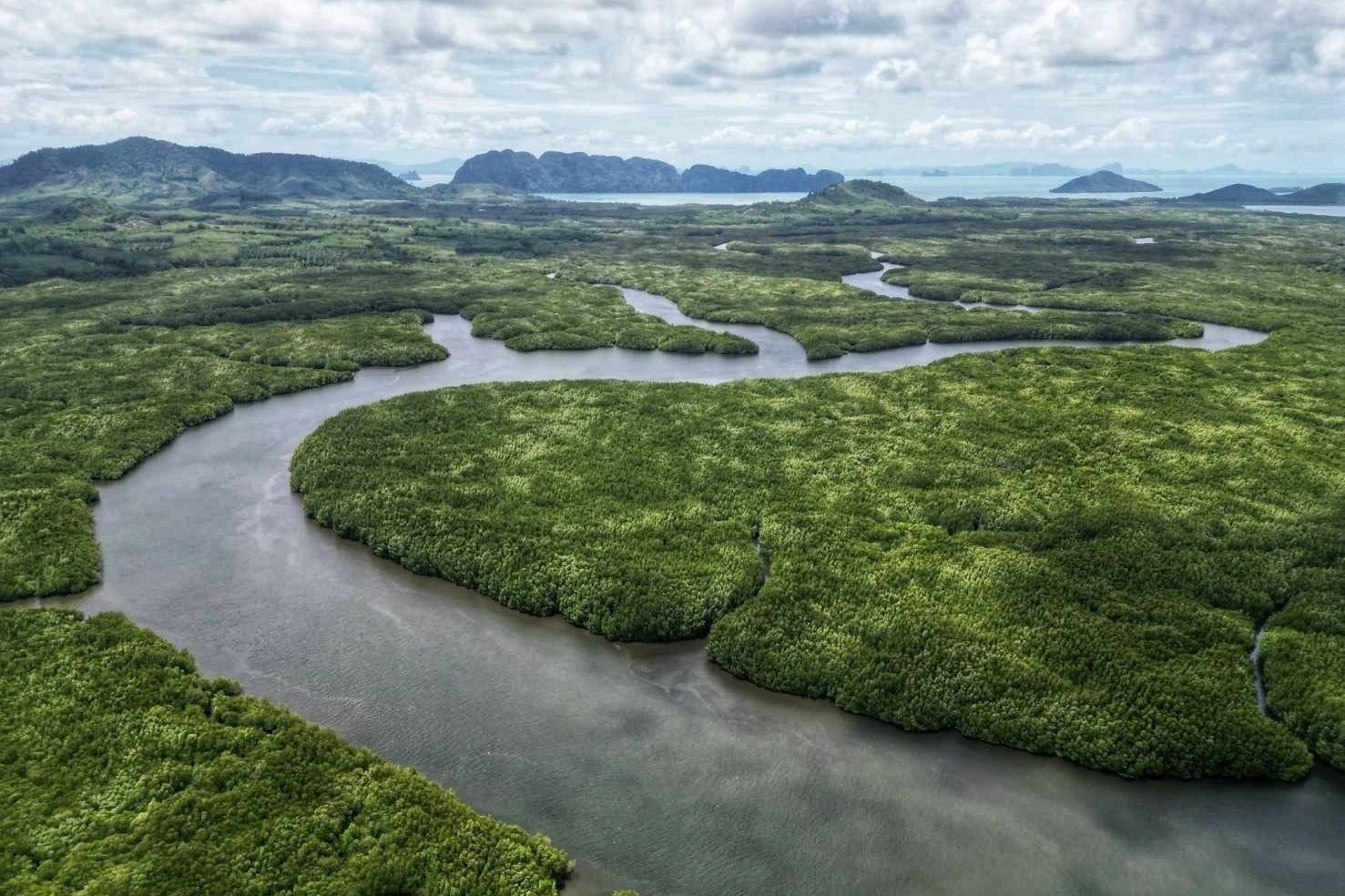 Weave your way through the channels surrounded by peaceful mangroves