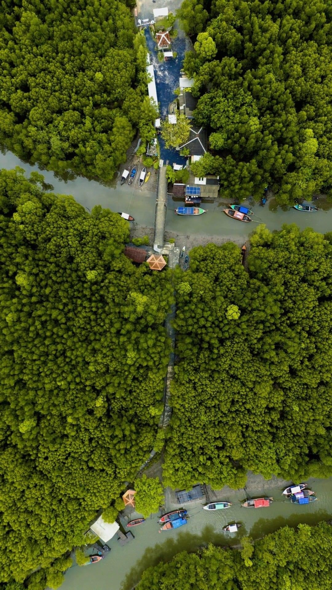 Strict conservation laws person  allowed mangroves to beryllium  restored connected  Koh Lanta Yai