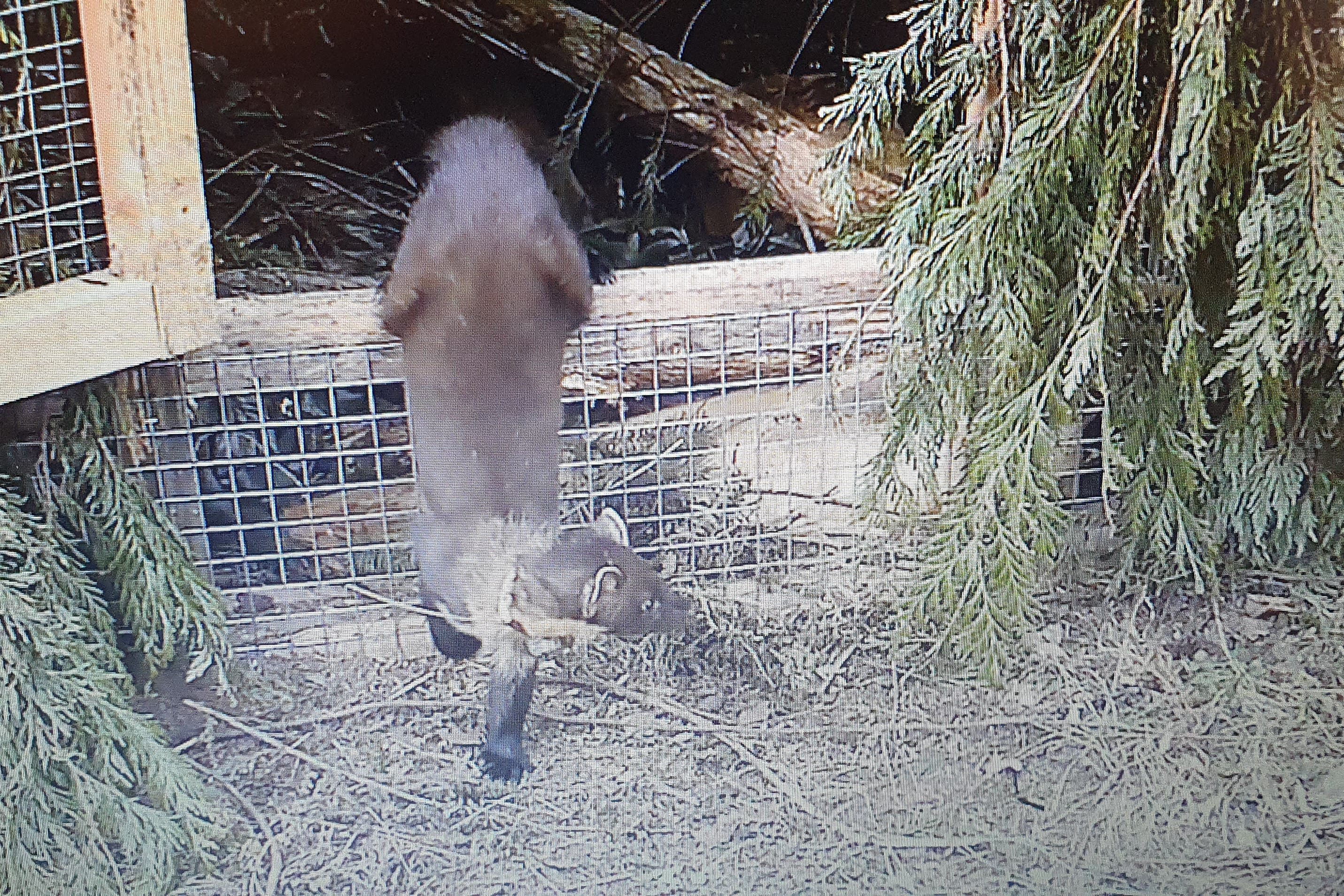 A pine marten takes its first steps into wild (Devon Wildlife Trust/PA)