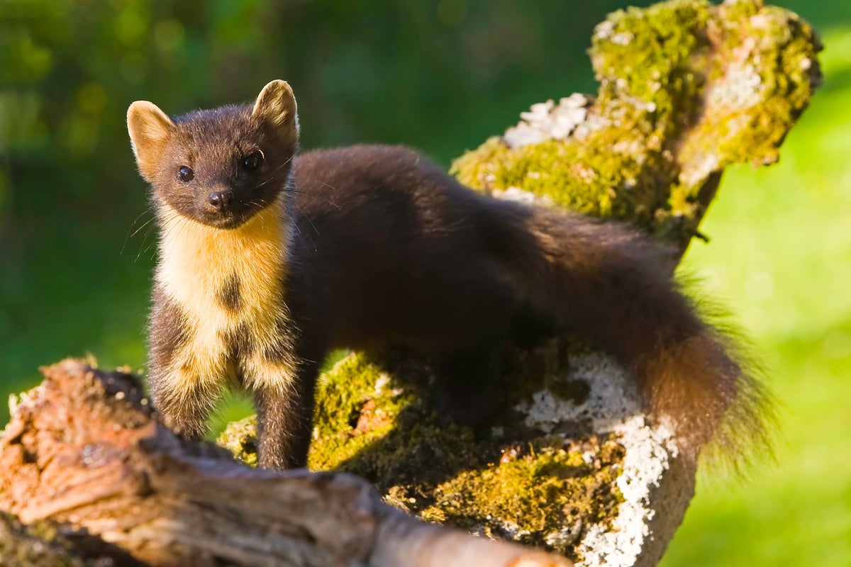 ‘Historic moment’ as reintroduced pine martens welcome first babies