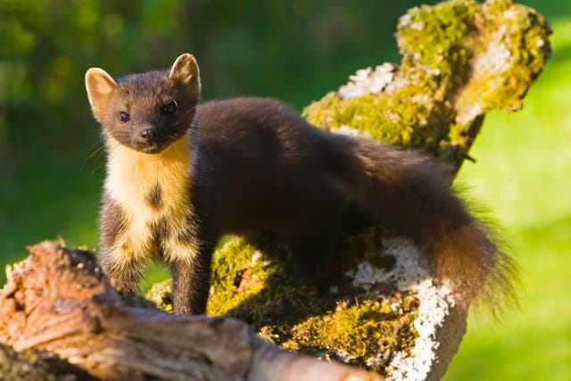 <p>Pine martens are a key part of woodland ecosystems</p>