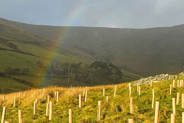 The Government is being urged to establish sector-by-sector nature restoration plans (Andree Dubbledam/PA)