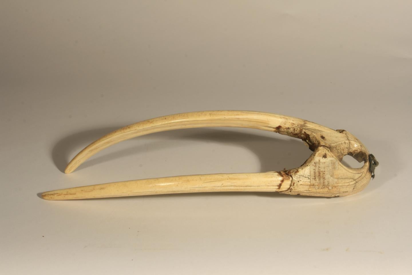 Walrus upper jaw bone with tusks