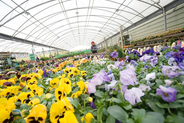 A shopper in a Dobbies garden centre (Alamy/PA)