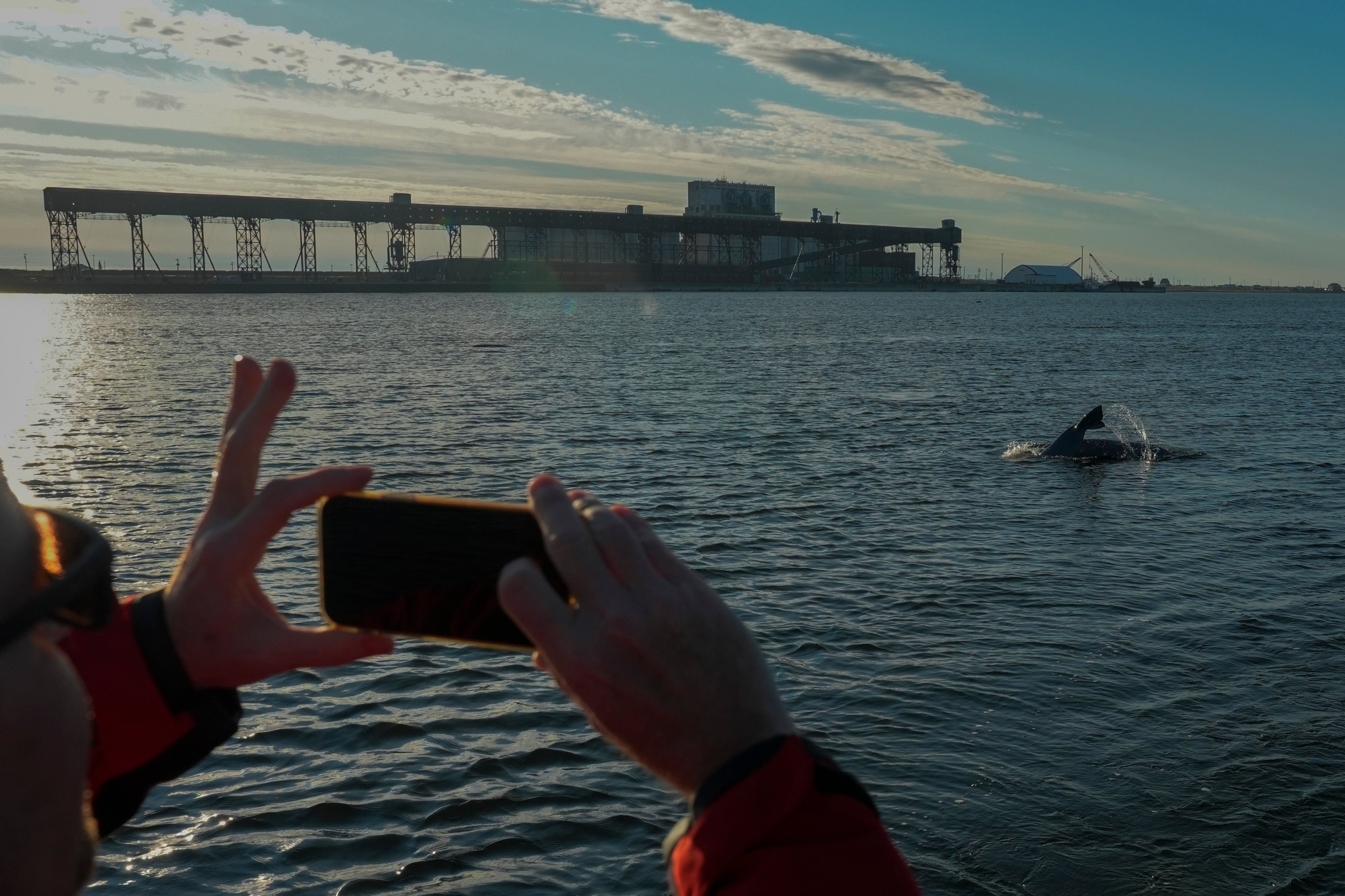 Geoff York, research director for Polar Bears International, takes a photo of a beluga whale as it surfaces