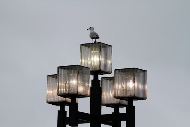 Gardening-Birds-Outdoor Lighting