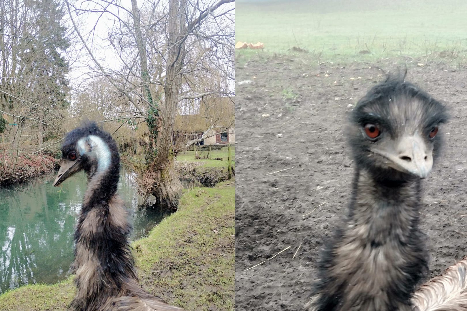 Malmesbury Animal Sanctuary posted to Facebook on Monday saying its ‘beautiful emu Irwin’ had gone missing (Malmesbury AnimalSanctuary)