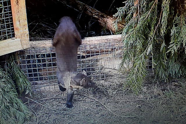 Britain Pine Martens