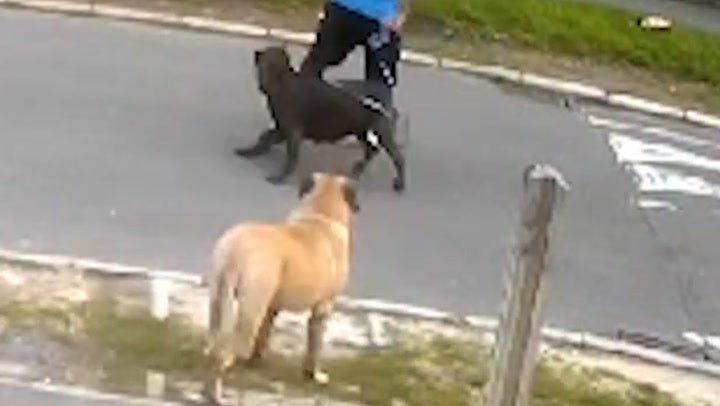 Horrific moment resident attacked by two dogs in Sheffield street caught on CCTV.