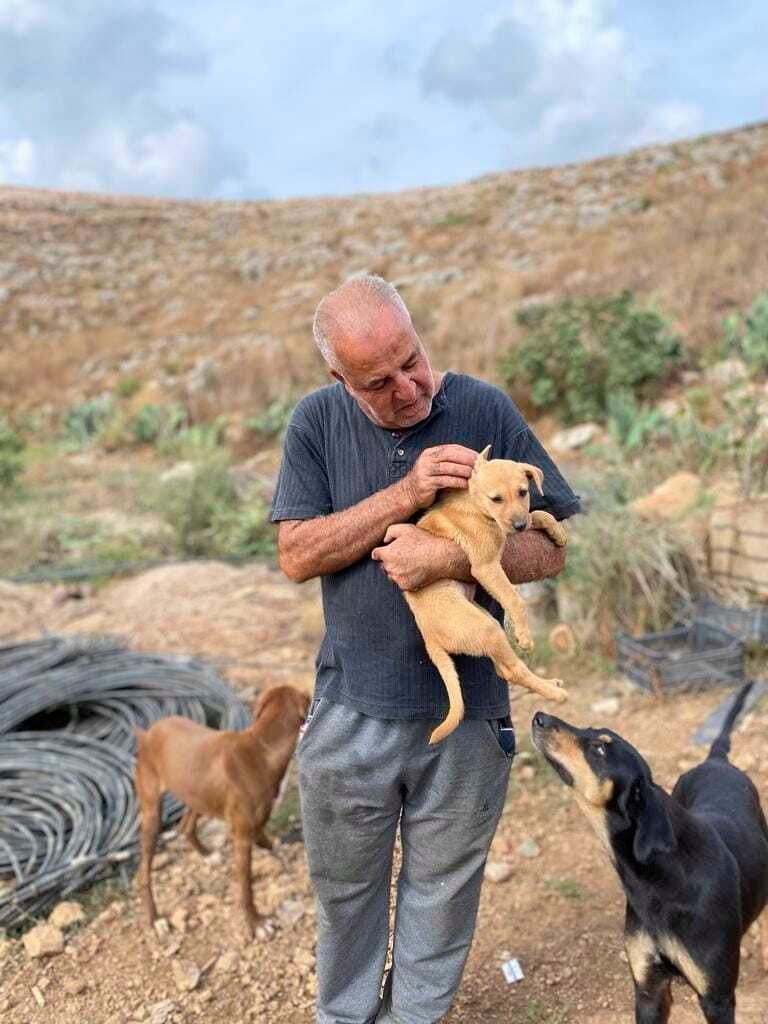 Lebanon Israel Saving Pets