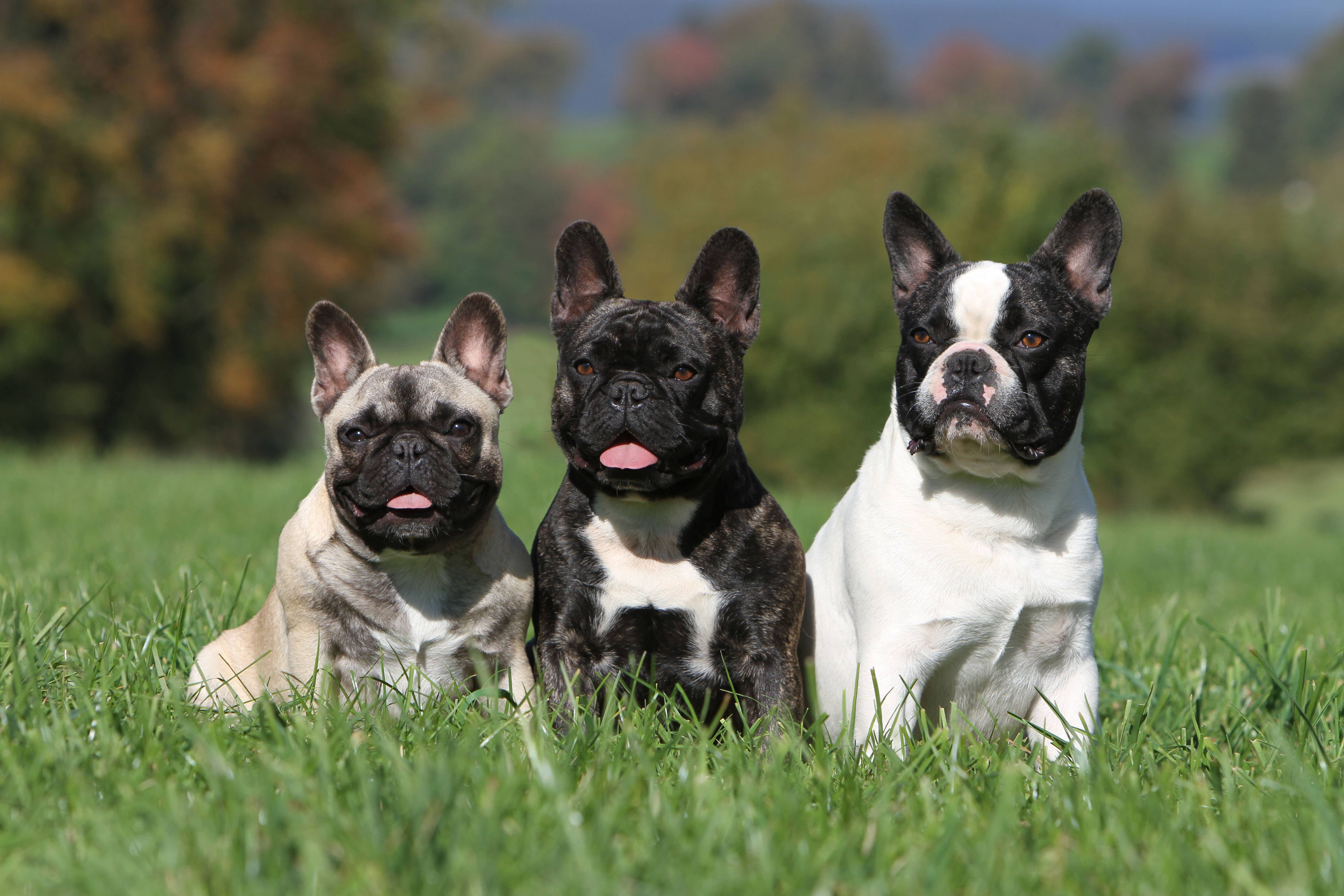 New research suggests dogs’ comprehension of human speech relies on people speaking at a slower tempo (Alamy/PA)