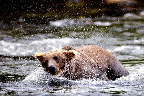 Fat Bear Week 2024 has been postponed after a deadly bear fight broke out in Katmai National Park and Preserve in Alaska