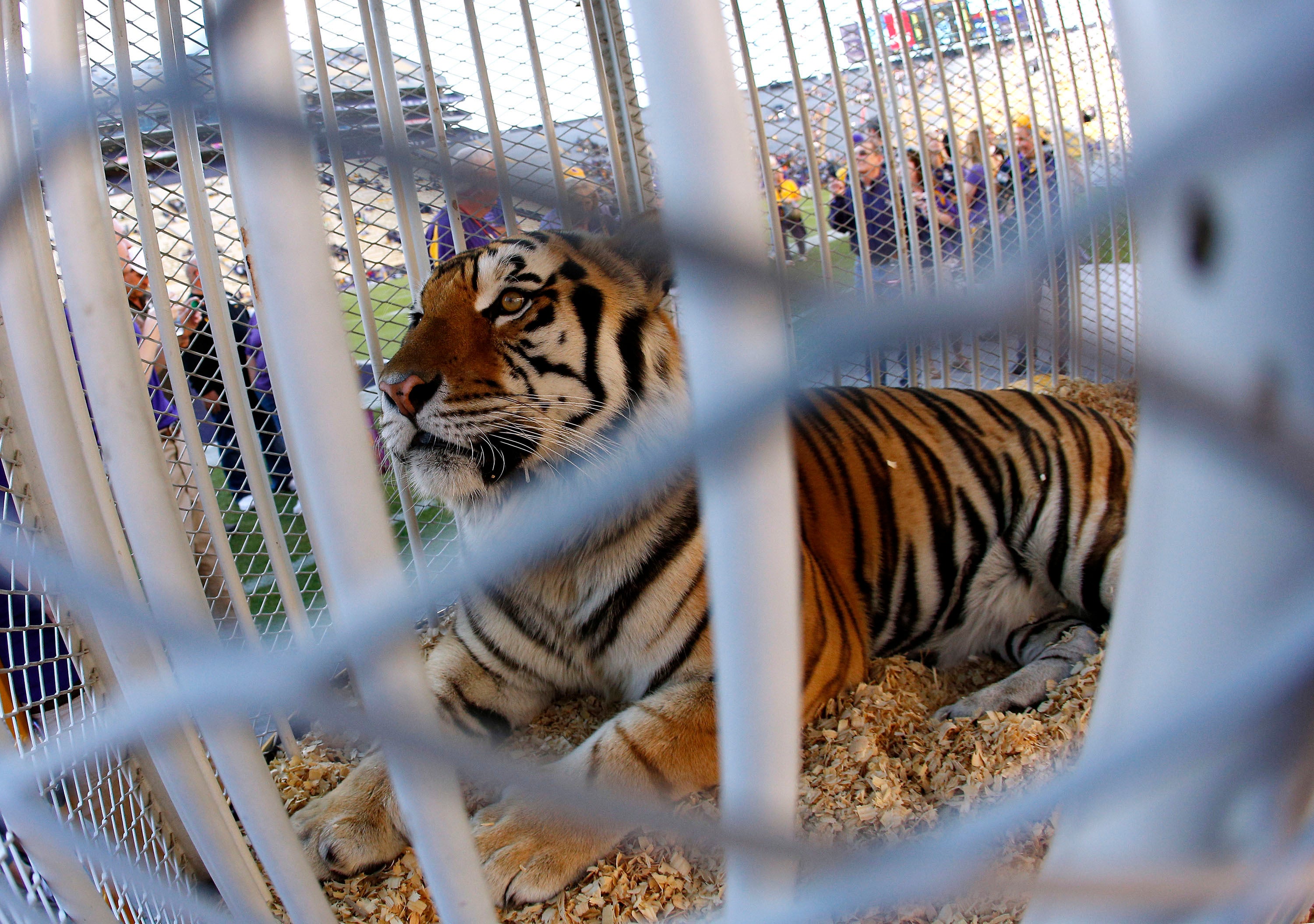 Live Tiger Mascot Louisiana