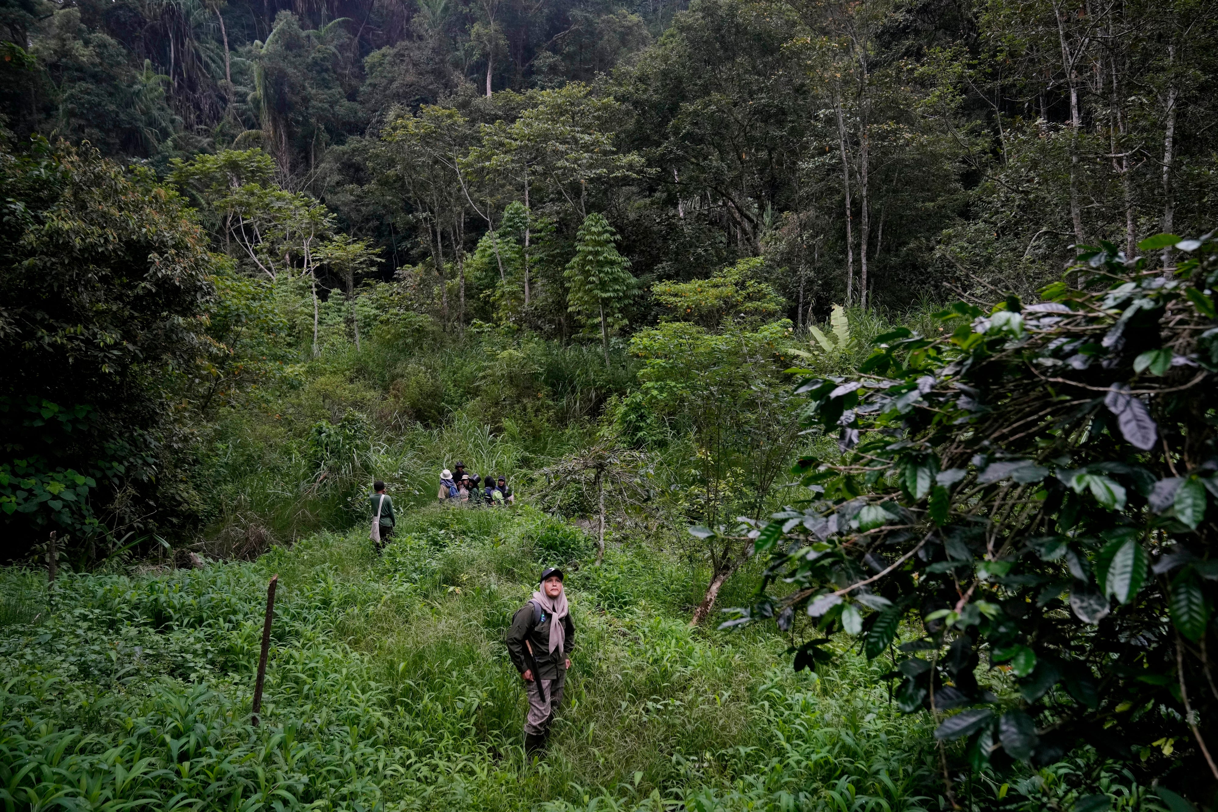 Indonesia Deforestation EUDR