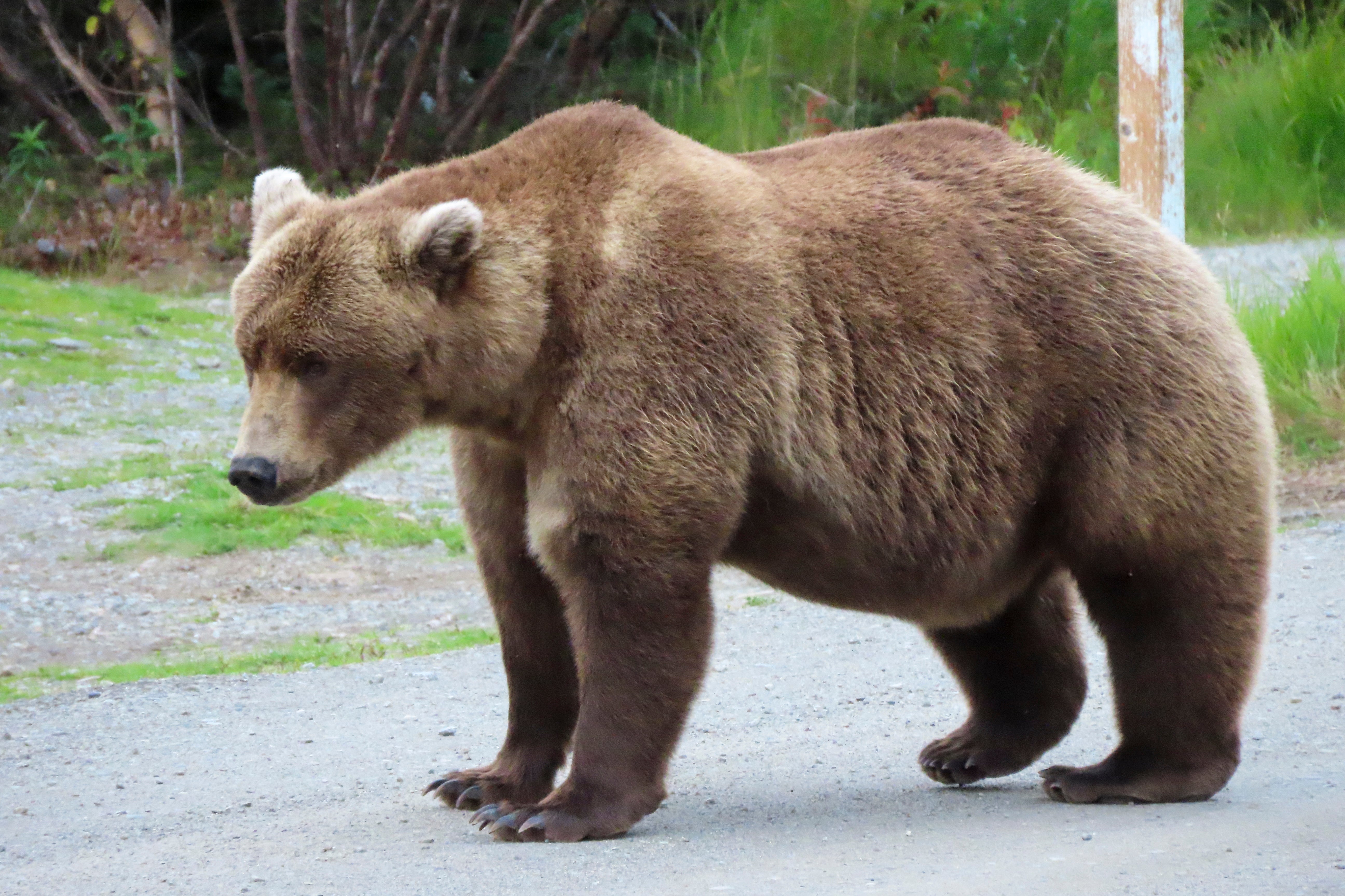  Bear 901 at Katmai National Park in Alaska on Sept. 13, 2024