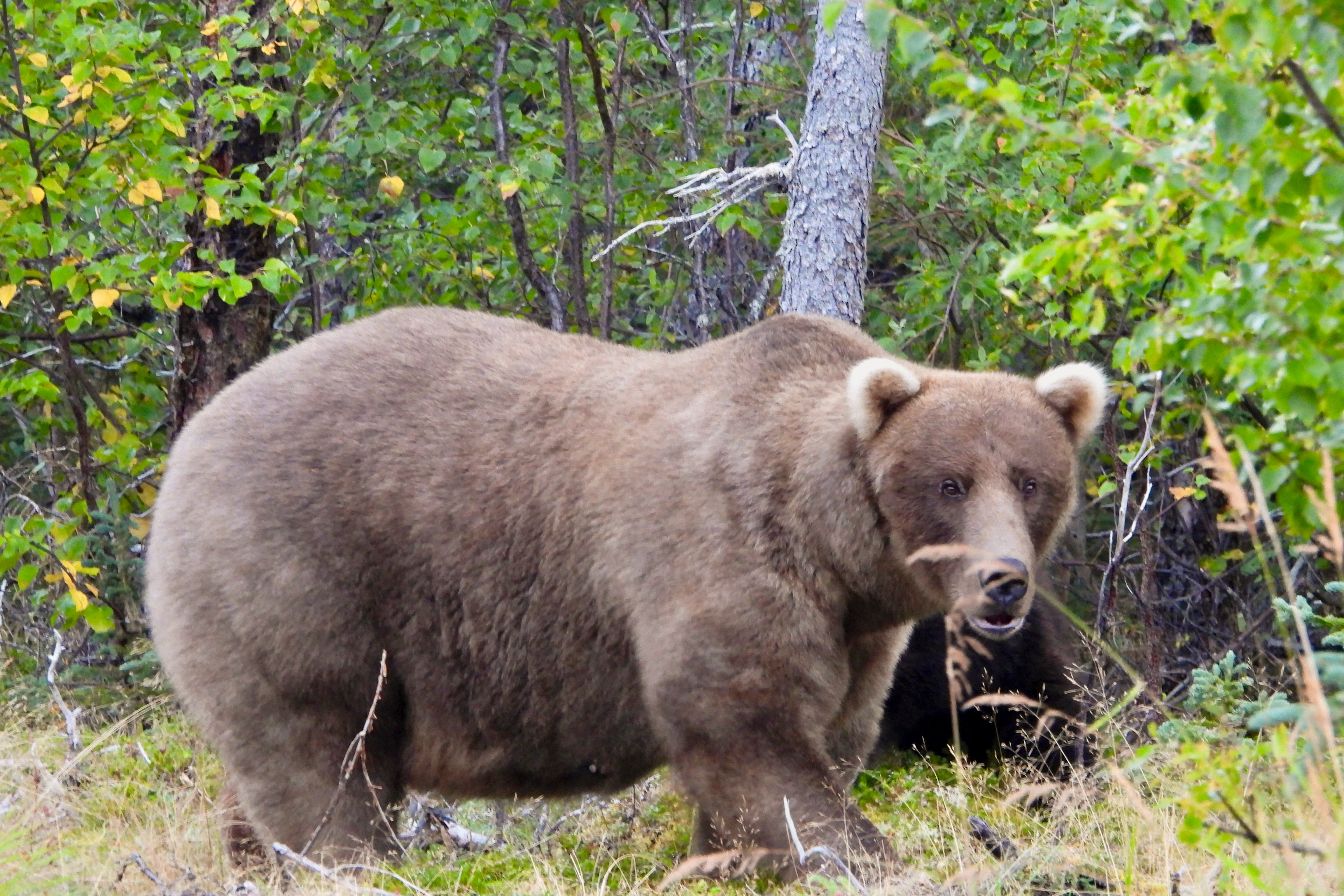 Contestant bear 128 Grazer at Katmai National Park in Alaska on Sept. 12, 2024