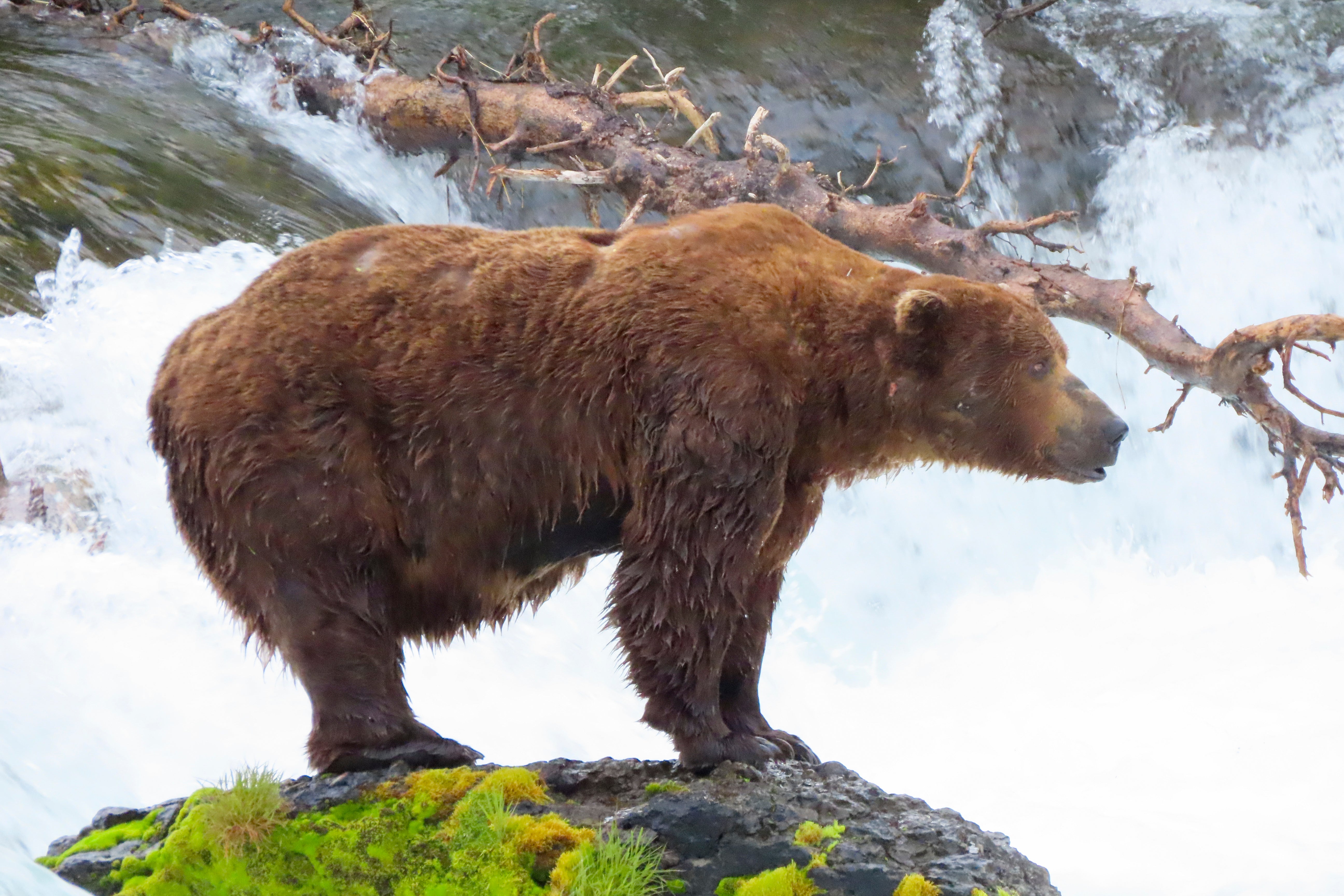 Officially known as Bear 32, Chunk triumphed over Bear 856 in the final bracket, according to totals on the organisers' website