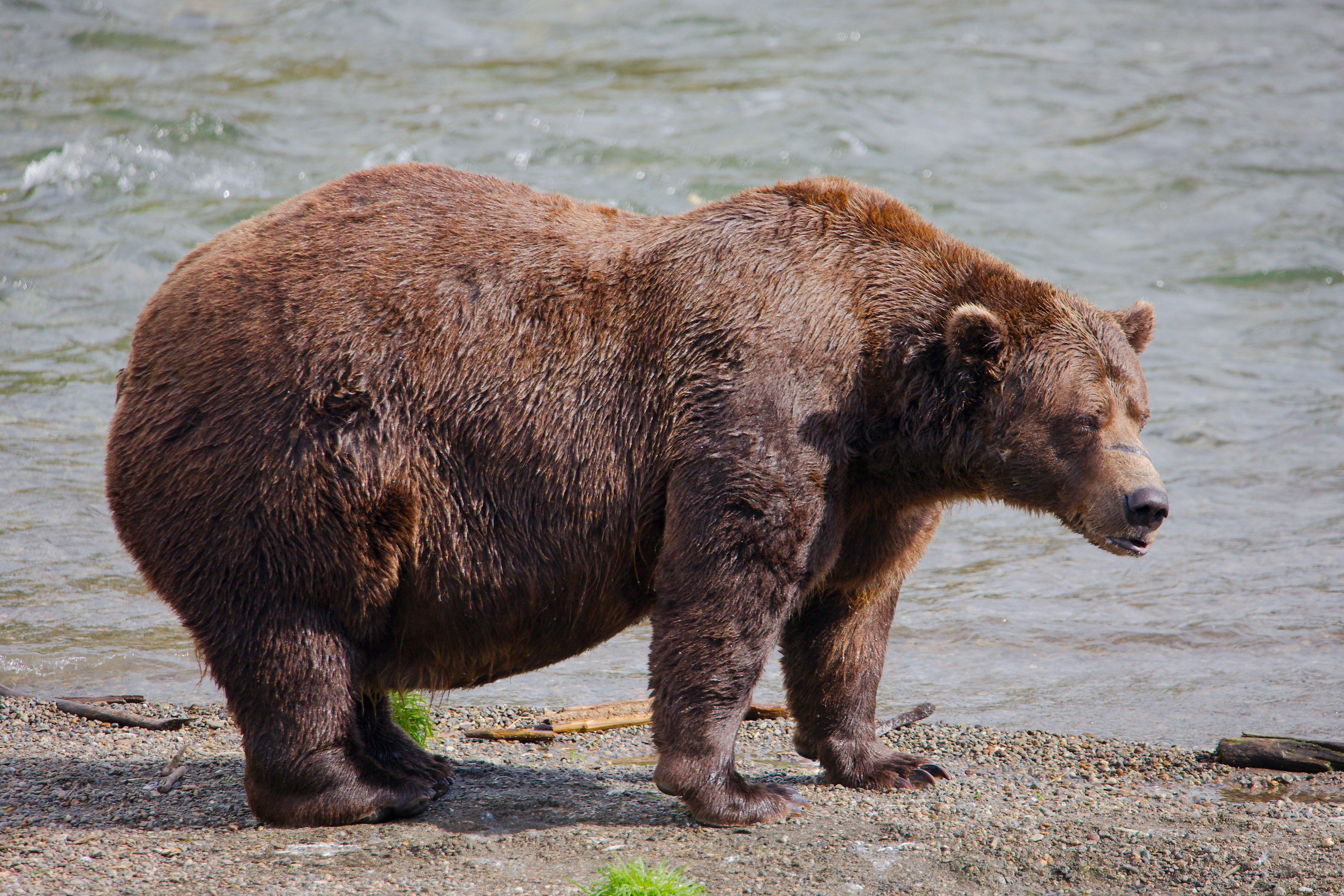  Bear 32 Chunk at Katmai National Park in Alaska on Sept. 19, 2024