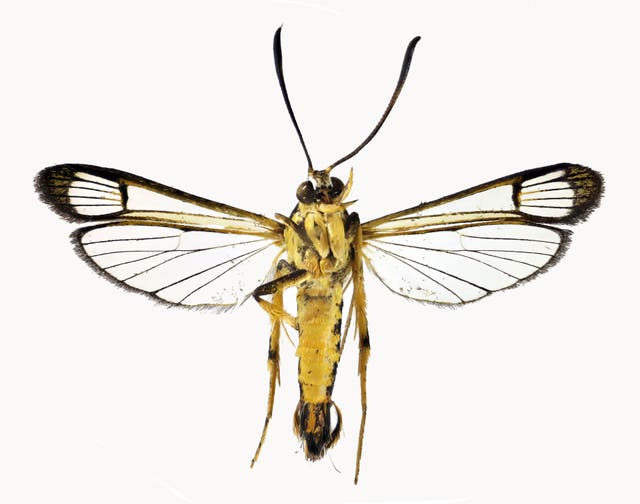 <p>The new species of clearwing moth from Guyana discovered in Wales </p>