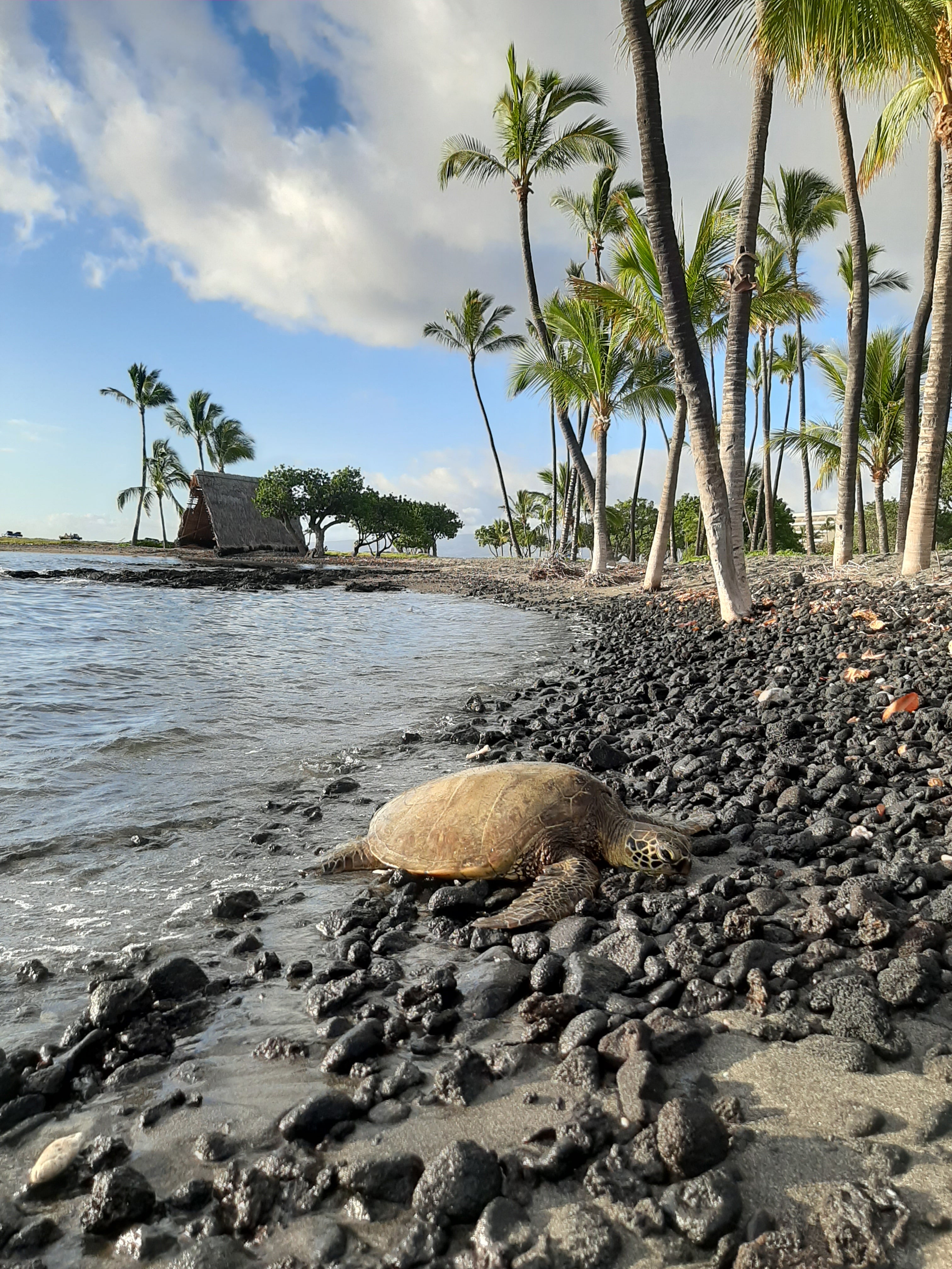 A green sea turtle on a black-sand beach