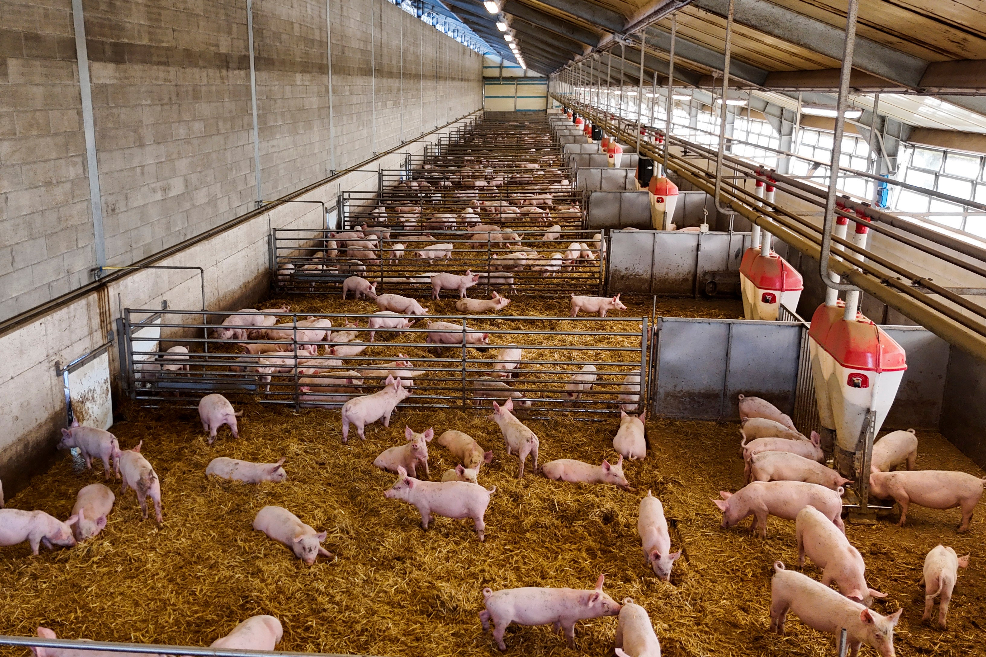 Pigs roam in a shed of the Piggly farm in Pegognaga