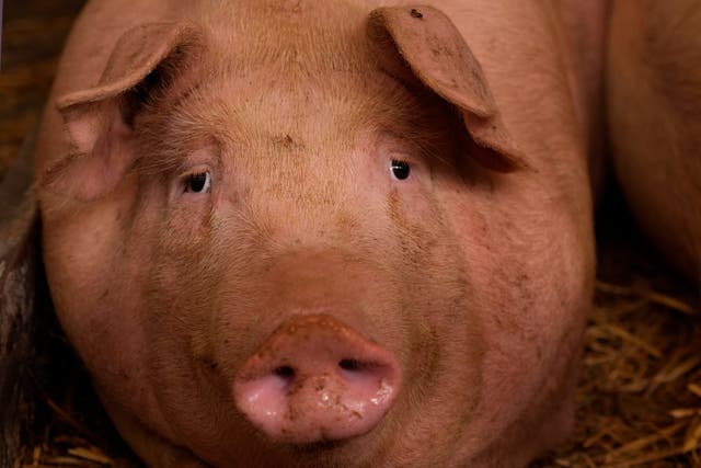 <p>A pig looks on in a shed of the Piggly farm in Pegognaga, near Mantova, northern Italy</p>