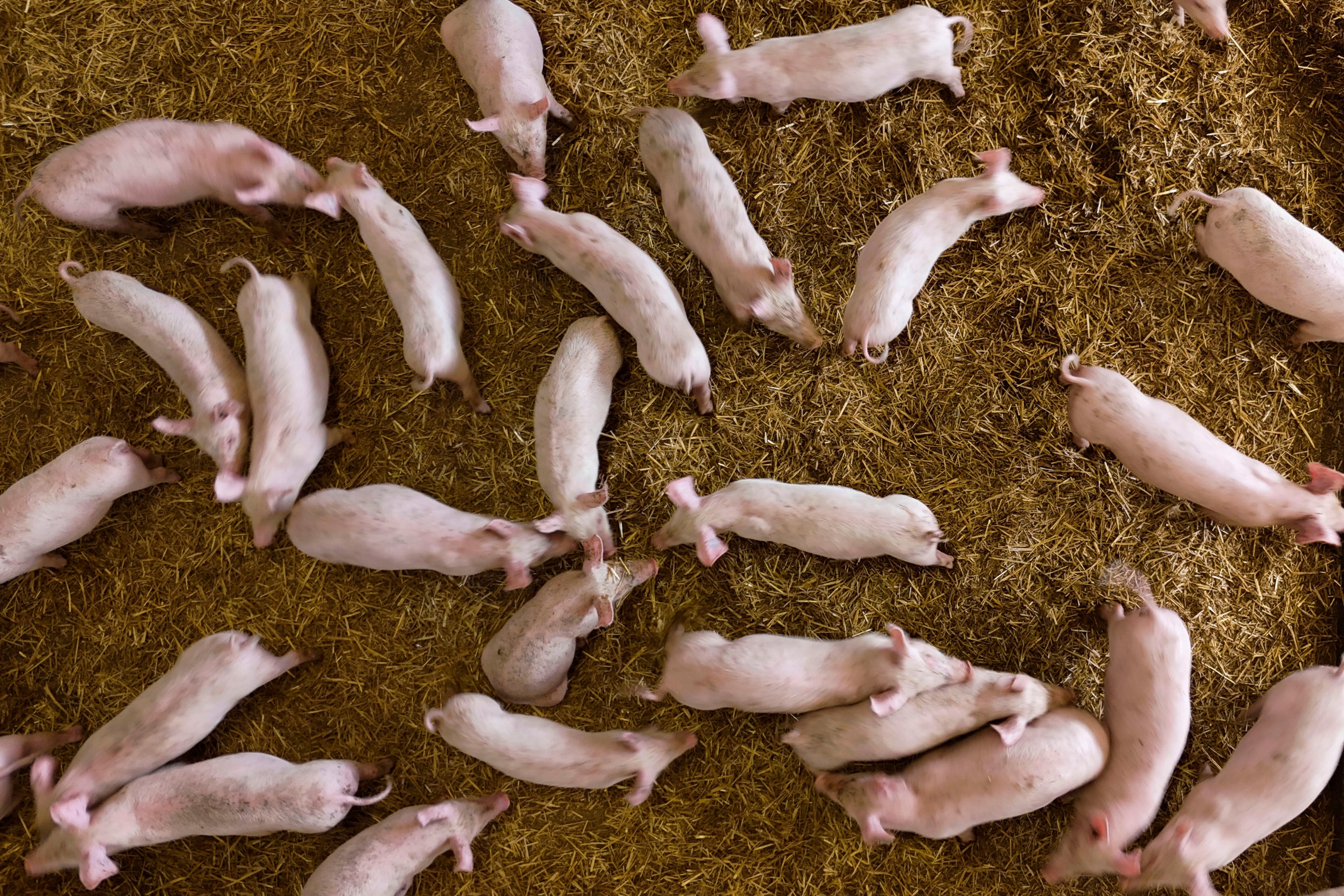 Pigs roam in a shed of the Piggly farm in Pegognaga, near Mantova, northern Italy