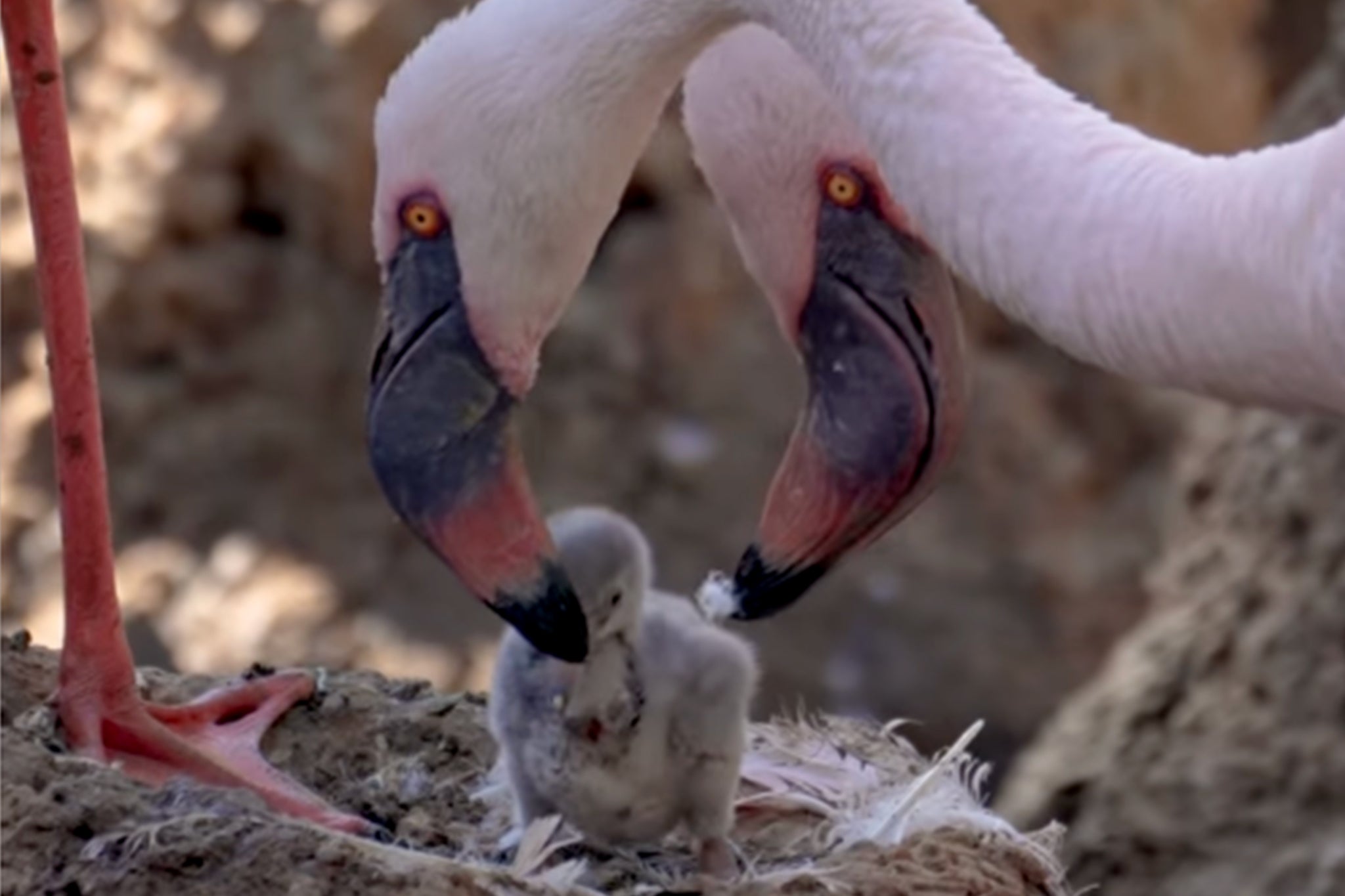 The same-sex couple (pictured) in the San Diego zoo have been feeding their hatchling with ‘crop milk,’ said the zoo