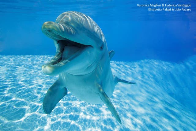 <p>File. A bottlenose dolphin</p>