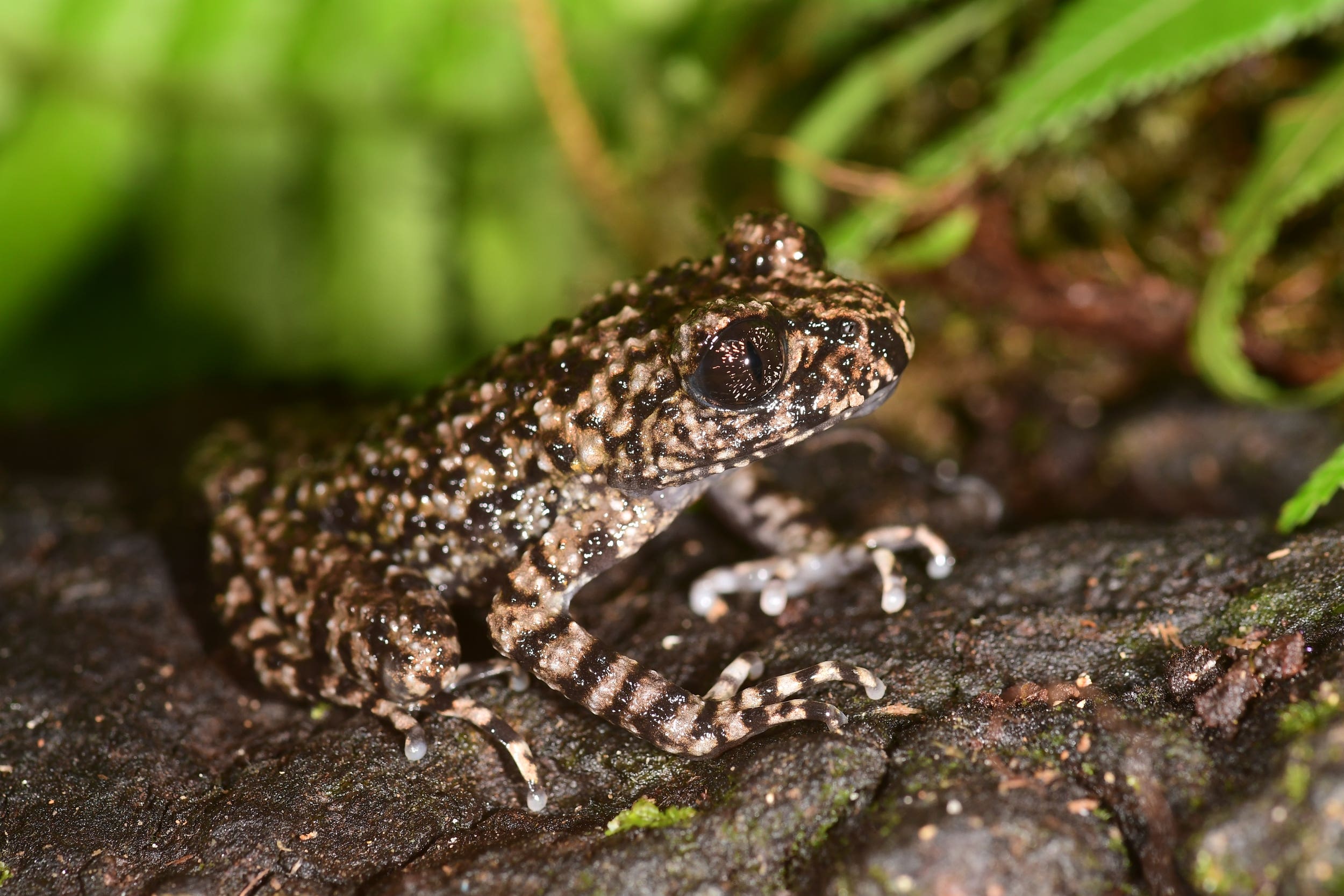 New toothed toad found by scientists on the hunt for its ‘brother’ (ZSL)