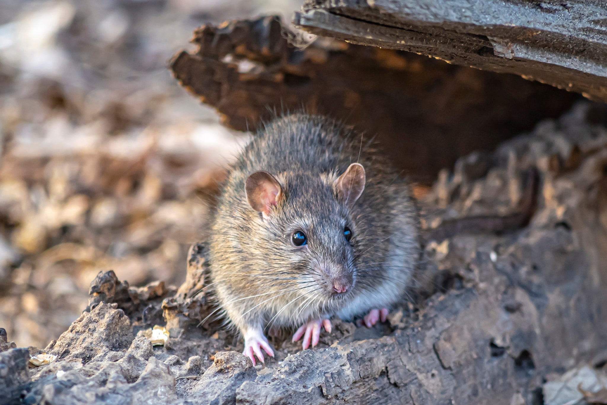 New York City has millions of rats to deal with and lawmakers hope using contraceptive pellets will provide a more humane solution to cutting numbers.