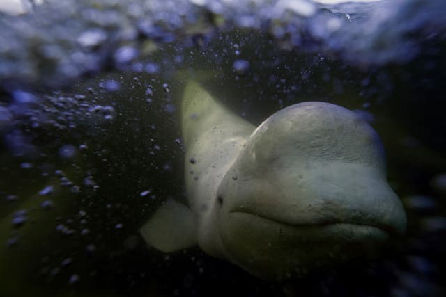 CANADÁ-BELUGA