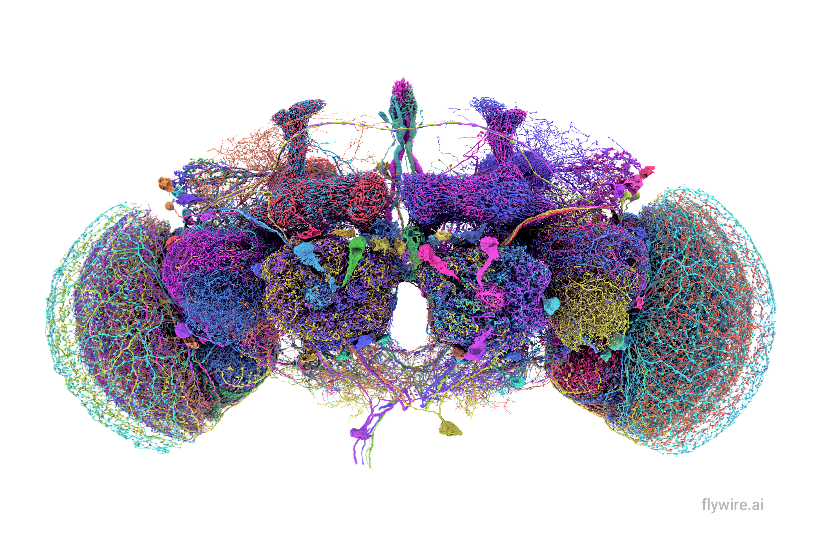 The cells in the fruit fly brain are connected by more than 50 million synapses (Tyler Sloan and Amy Sterling/FlyWire/Princeton University/PA)