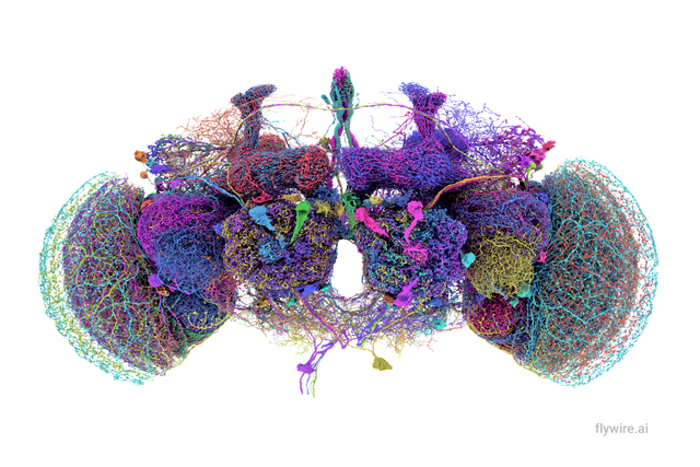 The cells in the fruit fly brain are connected by more than 50 million synapses (Tyler Sloan and Amy Sterling/FlyWire/Princeton University/PA)