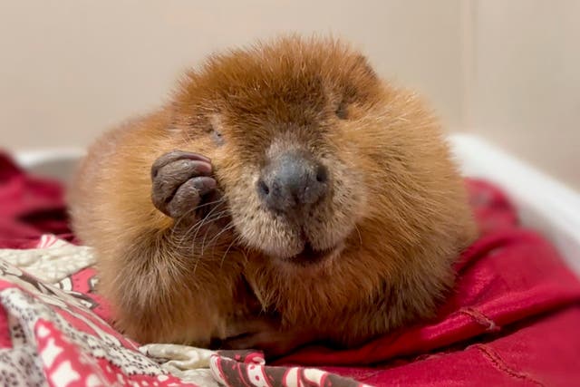 <p>Plight of Nibi the Beaver</p>
