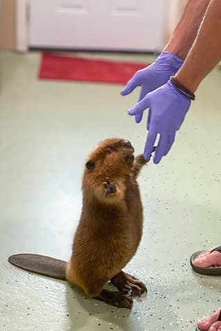 Massachusetts governor allows Nibi celebrity beaver to stay home after