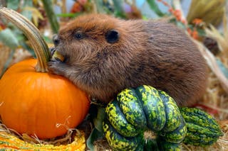 Massachusetts governor allows Nibi celebrity beaver to stay home after